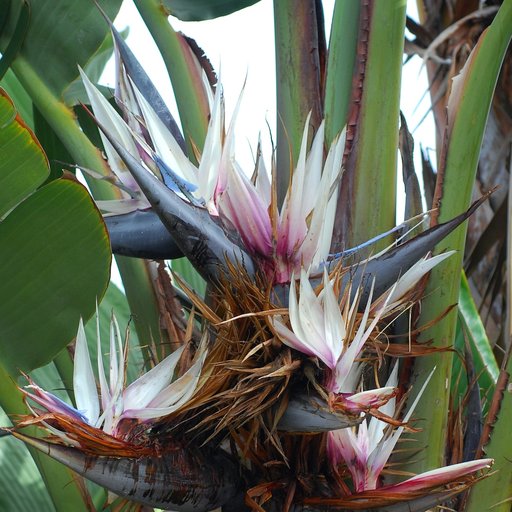 Bird of Paradise